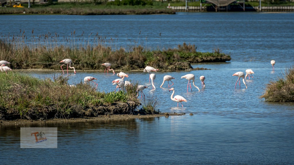 Comacchio, Fenicotteri rosa - Turista a due passi da casa