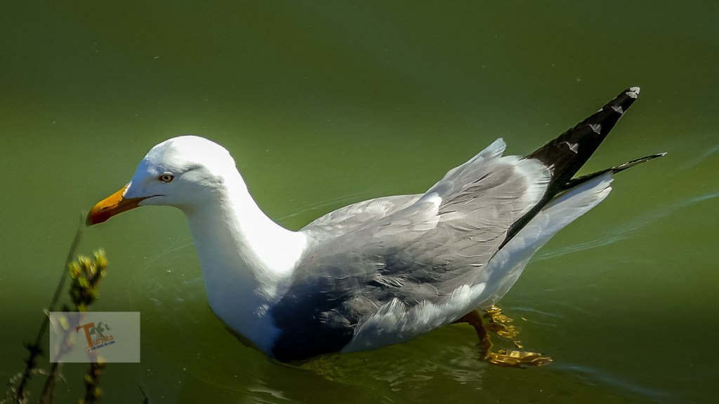 Comacchio, gabbiano- Turista a due passi da casa