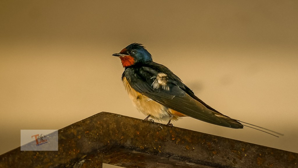 Comacchio, uccello- Turista a due passi da casa