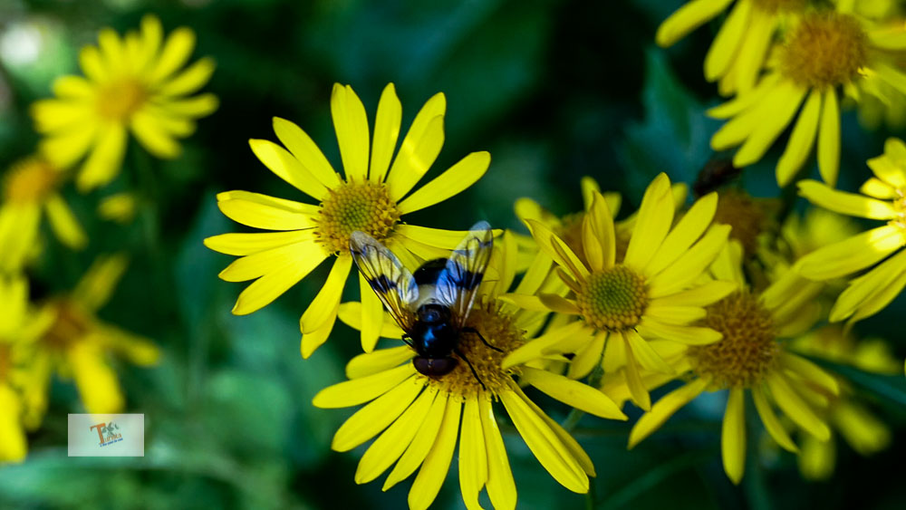 Fonte Romana, flora e fauna- Turista a due passi da casa
