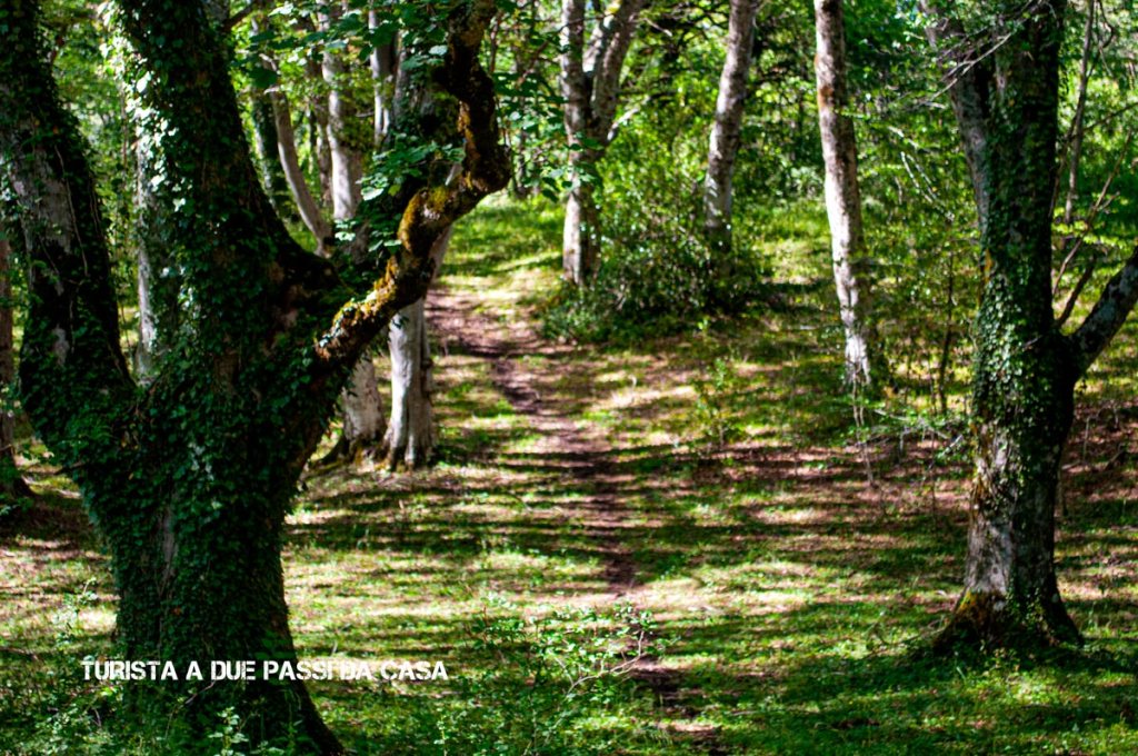 Trekking tra i faggi secolari del sacro bosco di Sant’Antonio