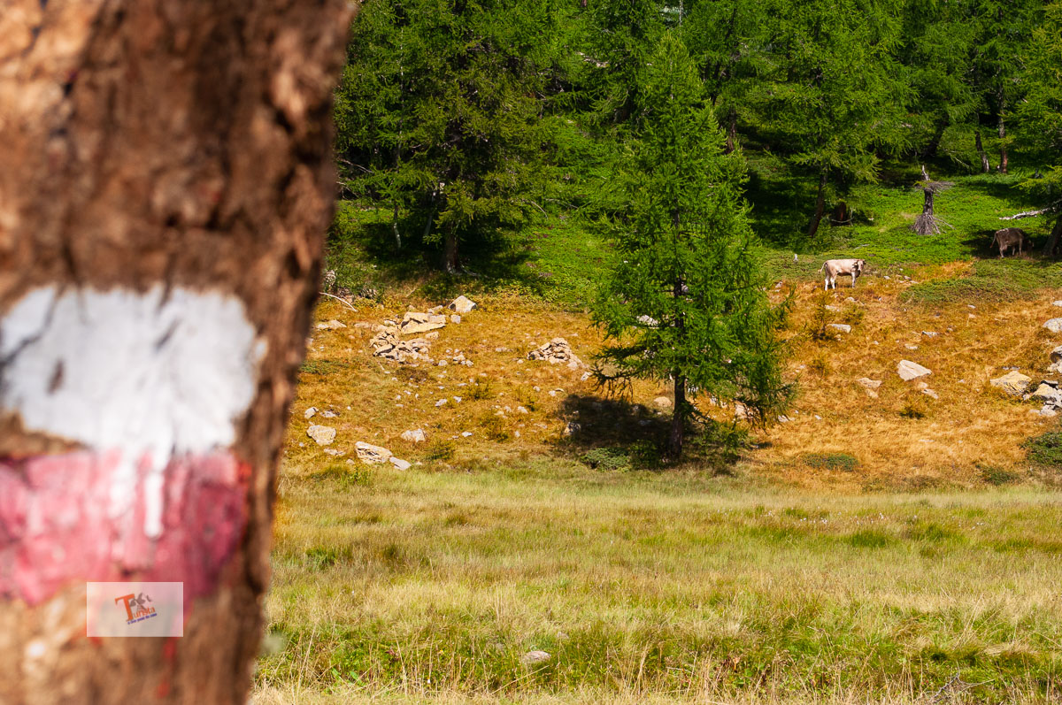Lago di Ragozza, mucche al pascolo - Turista a due passi da casa