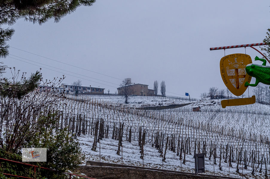 Barolo, vigneto innevato- Turista a due passi da casa