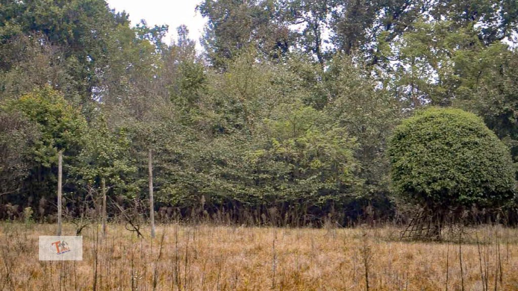 Bernate Ticino, Calendario Celtico, gli alberi attorno al monumento - Turista a due passi da casa