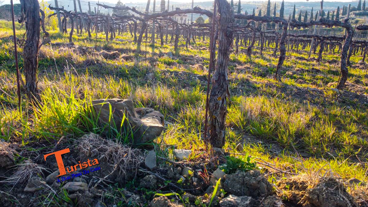 Civitella in Val di Chiana, vigneto - Turista A Due Passi Da Casa