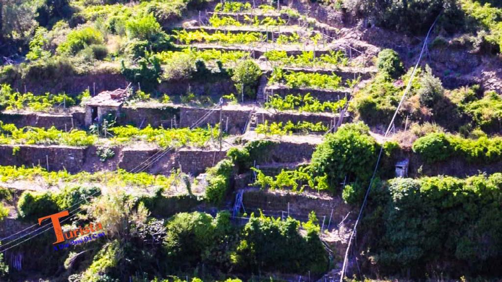 Corniglia, i terrazzamenti - Turista A Due Passi Da Casa