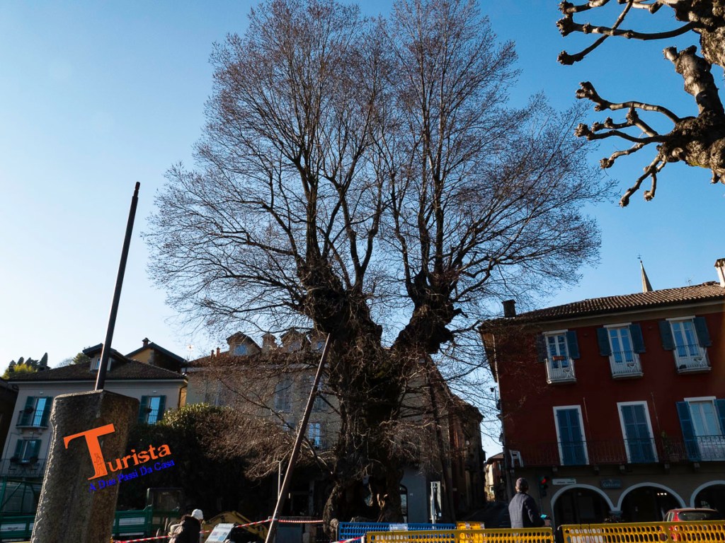 Mergozzo, olmo secolare - Turista A Due Passi Da Casa