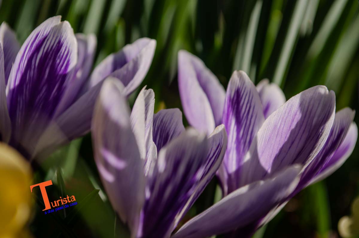 Questo fiore non è un orchidea, è solo a titolo d'esempio - Turista A Due Passi Da Casa