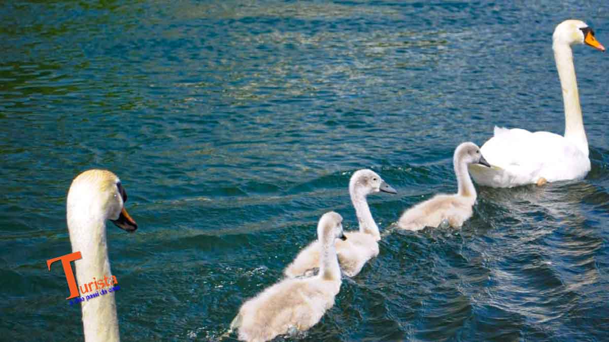 Turbigo, cigni sul Naviglio- Turista A Due Passi Da Casa