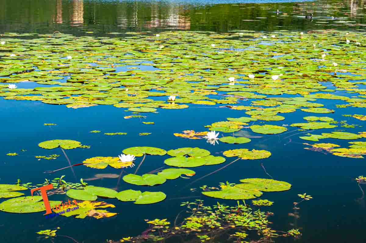 Lago di Comabbio, le ninfee, - Turista A Due Passi Da Casa