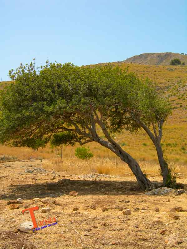 Riserva Naturale dello Zingaro, alberi- Turista A Due Passi Da Casa