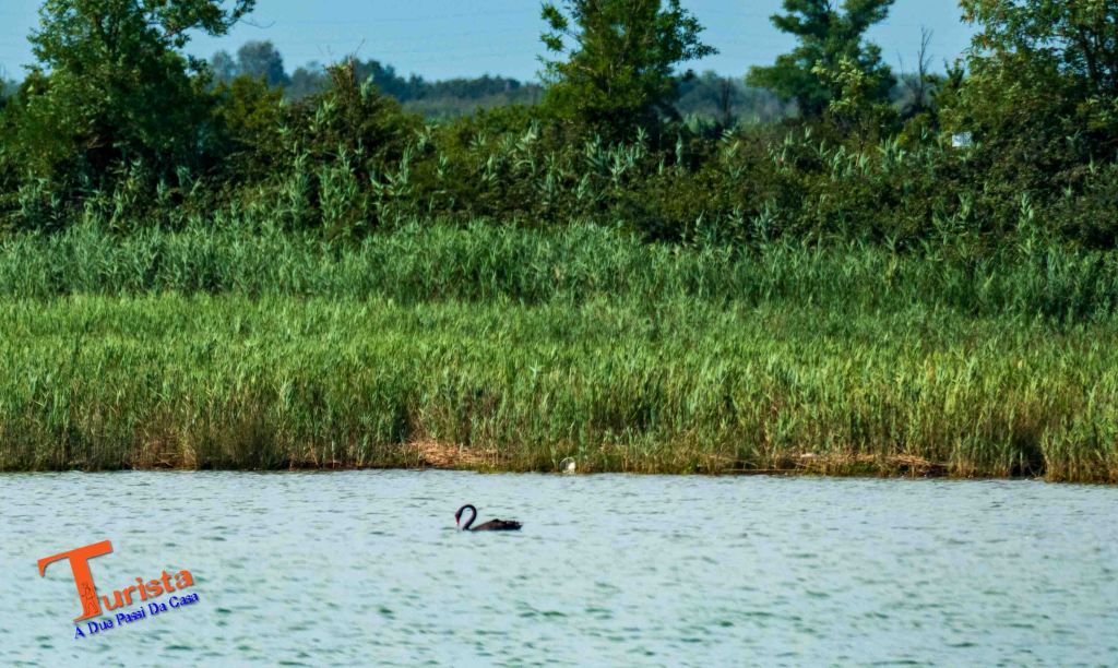 Un raro Cingo Nero avvistato in lontananza nella laguna di Caorle - Turista A Due Passi Da Casa