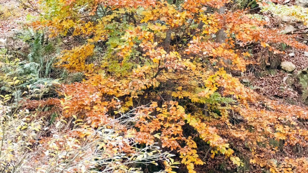Foliage sulla Maiella: un trekking alla Fonte Romana tra i colori d’autunno